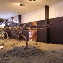 Frenguellisaurus from the side